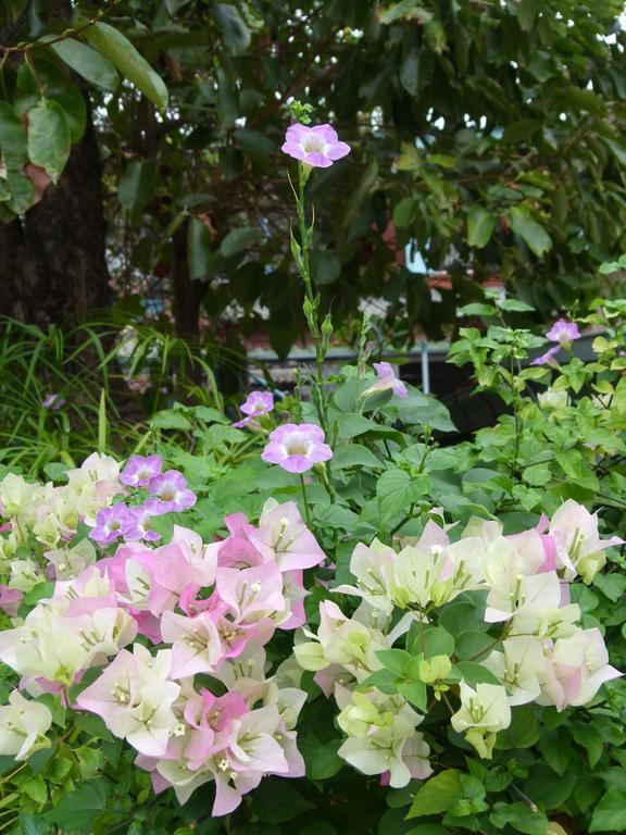 Ban Boonchu Bed & Breakfast Phra Nakhon Si Ayutthaya Luaran gambar
